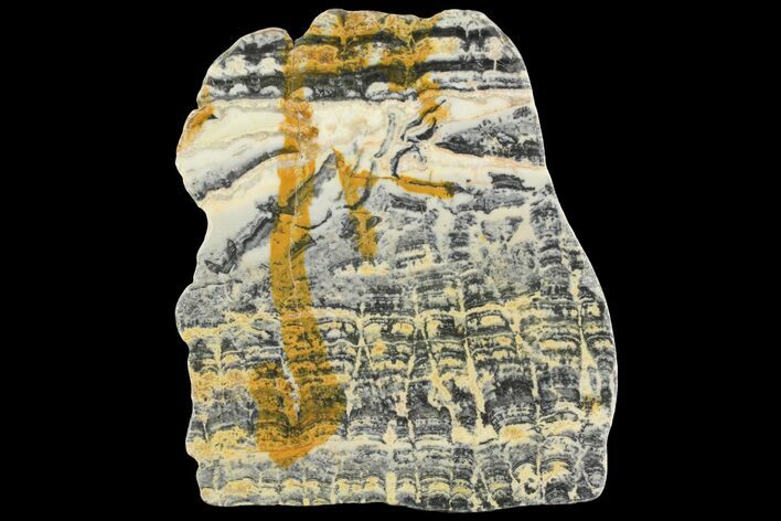 Proterozoic Age Columnar Stromatolite (Asperia) Slab - Australia #163133